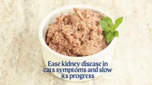 cat kidney health food-1
